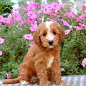 Thea, Mini Labradoodle Puppy