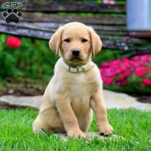 Thea, Fox Red Labrador Retriever Puppy