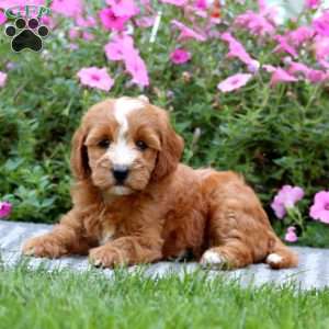 Thea, Mini Labradoodle Puppy