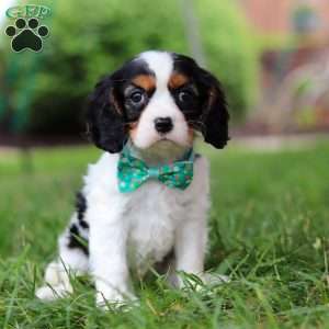 Theo, Cavalier King Charles Spaniel Puppy