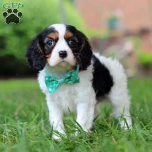 Theo, Cavalier King Charles Spaniel Puppy