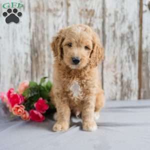 Theo, Mini Goldendoodle Puppy