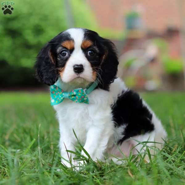 Theo, Cavalier King Charles Spaniel Puppy