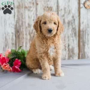 Theo, Mini Goldendoodle Puppy