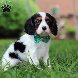Theo, Cavalier King Charles Spaniel Puppy