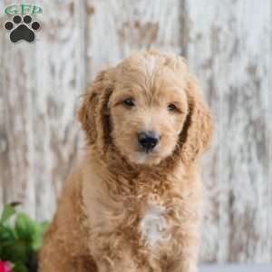 Theo, Mini Goldendoodle Puppy