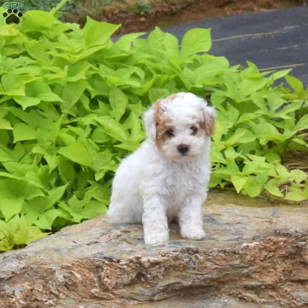 Theo, Toy Poodle Puppy