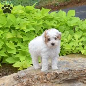 Theo, Toy Poodle Puppy