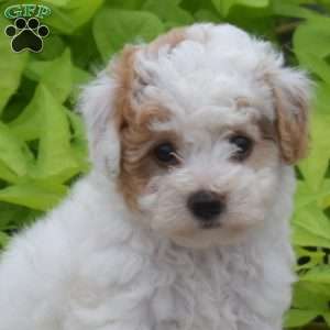 Theo, Toy Poodle Puppy