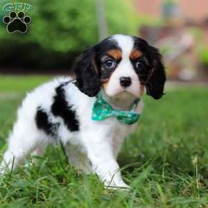 Theo, Cavalier King Charles Spaniel Puppy
