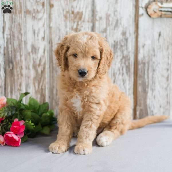 Theo, Mini Goldendoodle Puppy