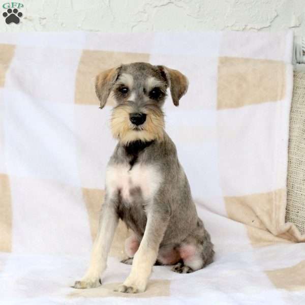 Theodor, Miniature Schnauzer Puppy
