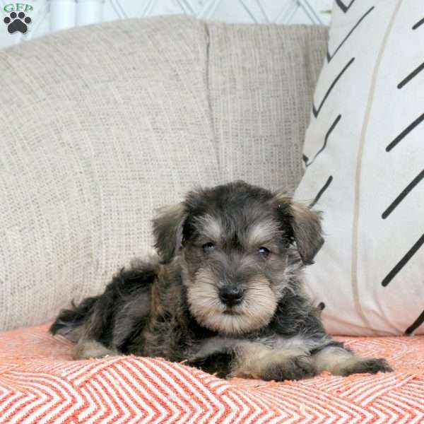 Theodor, Miniature Schnauzer Puppy