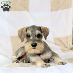 Theodor, Miniature Schnauzer Puppy