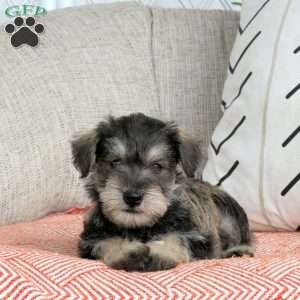 Theodor, Miniature Schnauzer Puppy