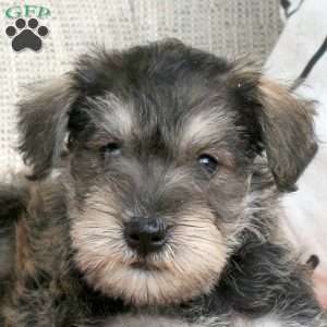 Theodor, Miniature Schnauzer Puppy