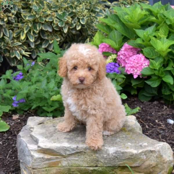 Thomas, Shih-Poo Puppy