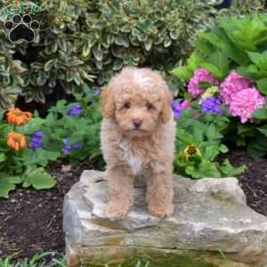 Thomas, Shih-Poo Puppy