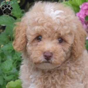 Thomas, Shih-Poo Puppy