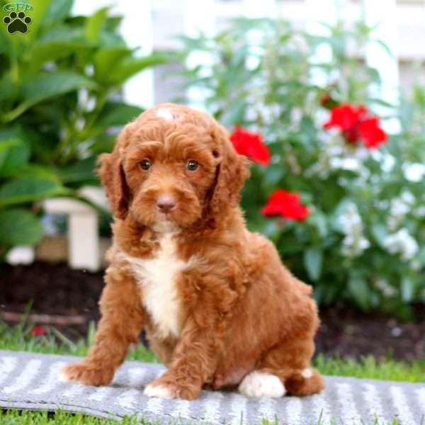 Thomas, Mini Labradoodle Puppy