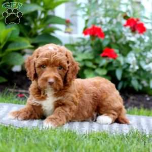 Thomas, Mini Labradoodle Puppy