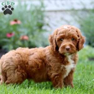 Thomas, Mini Labradoodle Puppy