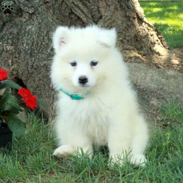 Thunder, Samoyed Puppy
