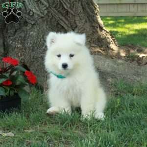 Thunder, Samoyed Puppy