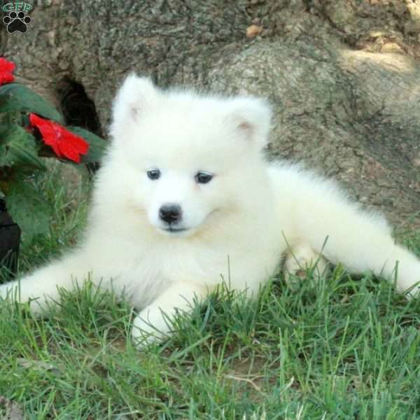 Tillie, Samoyed Puppy