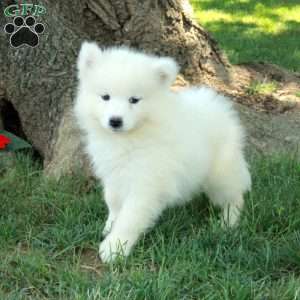 Tillie, Samoyed Puppy