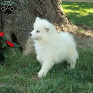 Tillie, Samoyed Puppy