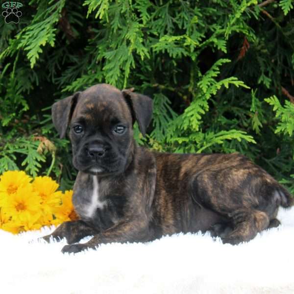 Tilly, Boxer Puppy