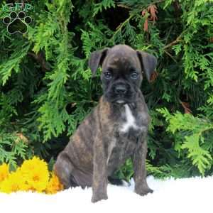 Tilly, Boxer Puppy