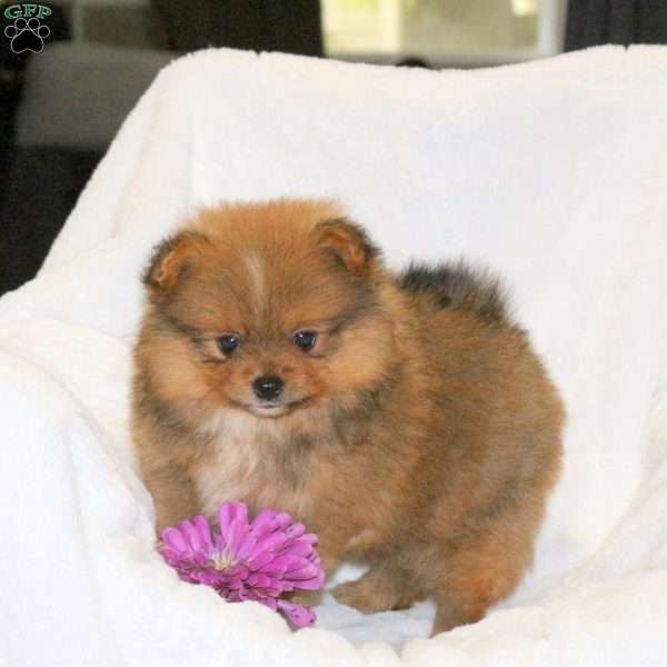 Timmy, Pomeranian Puppy