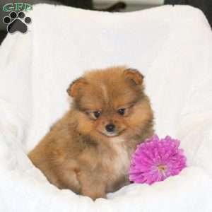 Timmy, Pomeranian Puppy
