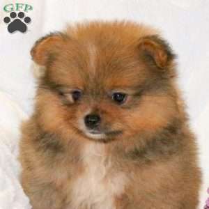 Timmy, Pomeranian Puppy
