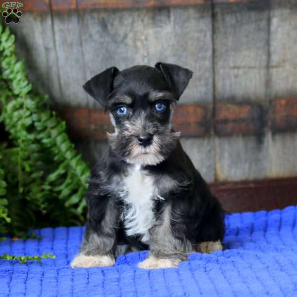 Timmy, Miniature Schnauzer Puppy