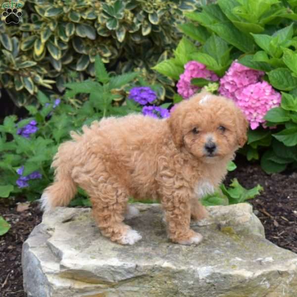 Timothy, Shih-Poo Puppy