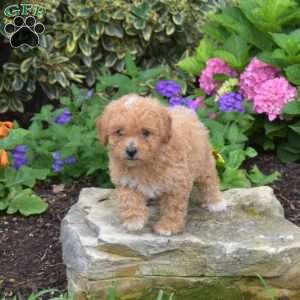 Timothy, Shih-Poo Puppy