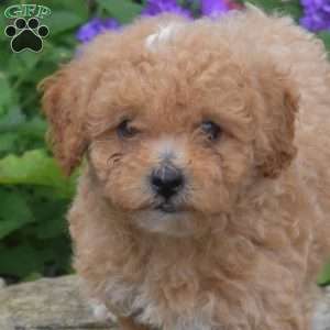 Timothy, Shih-Poo Puppy
