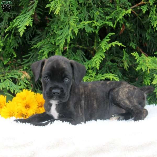 Tina, Boxer Puppy