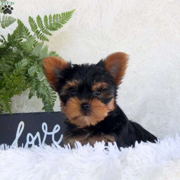 Tina, Yorkie Puppy