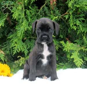 Tina, Boxer Puppy