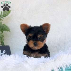 Tina, Yorkie Puppy