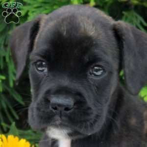 Tina, Boxer Puppy