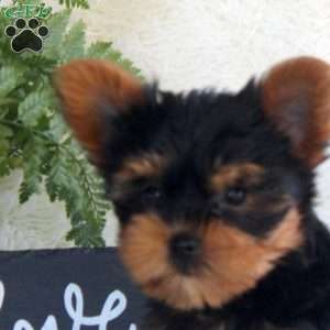 Tina, Yorkie Puppy