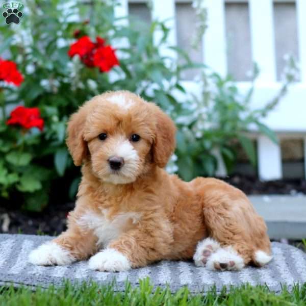 Tina, Mini Labradoodle Puppy