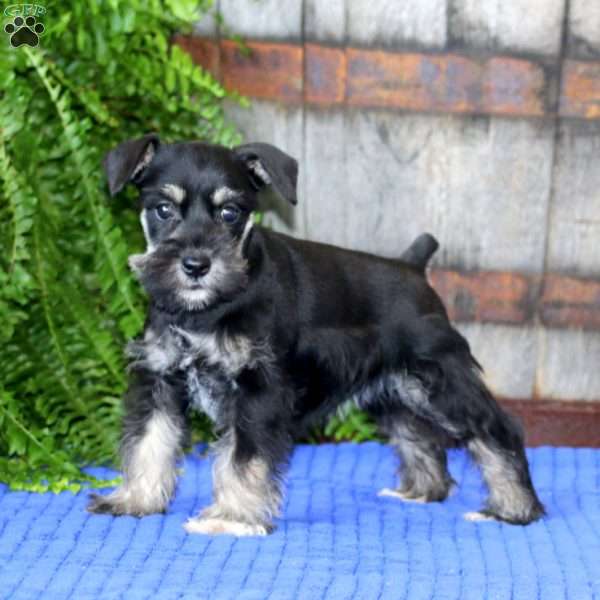 Tina, Miniature Schnauzer Puppy