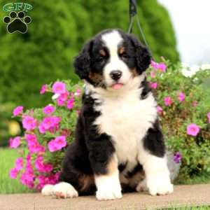 Tina, Bernedoodle Puppy