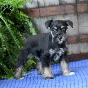 Tina, Miniature Schnauzer Puppy